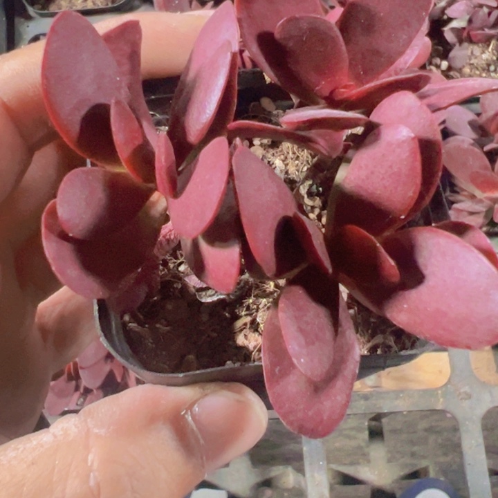 紫蝶精品多肉植物