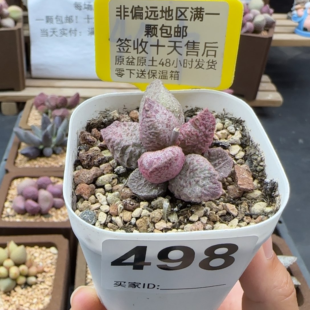 498融化纹猪肝多肉