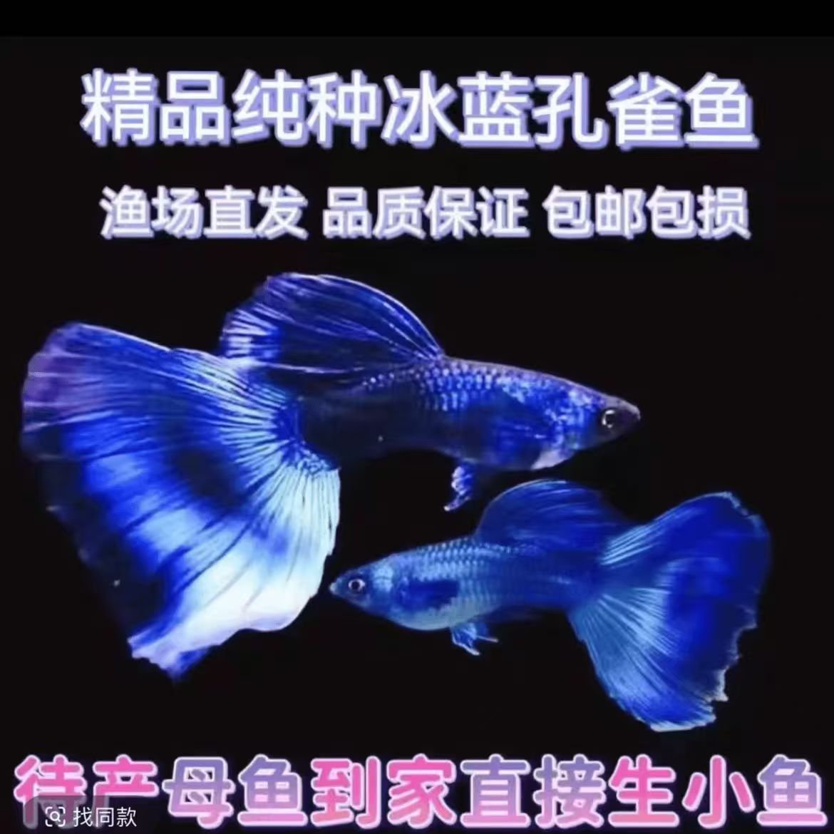 精品莫斯科冰蓝孔雀鱼
