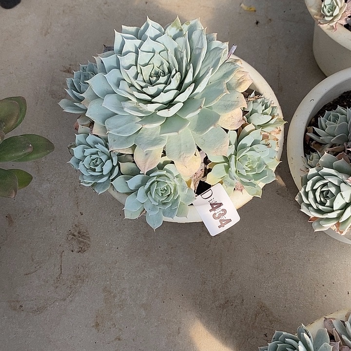 格***434薄叶蓝鸟多肉植物