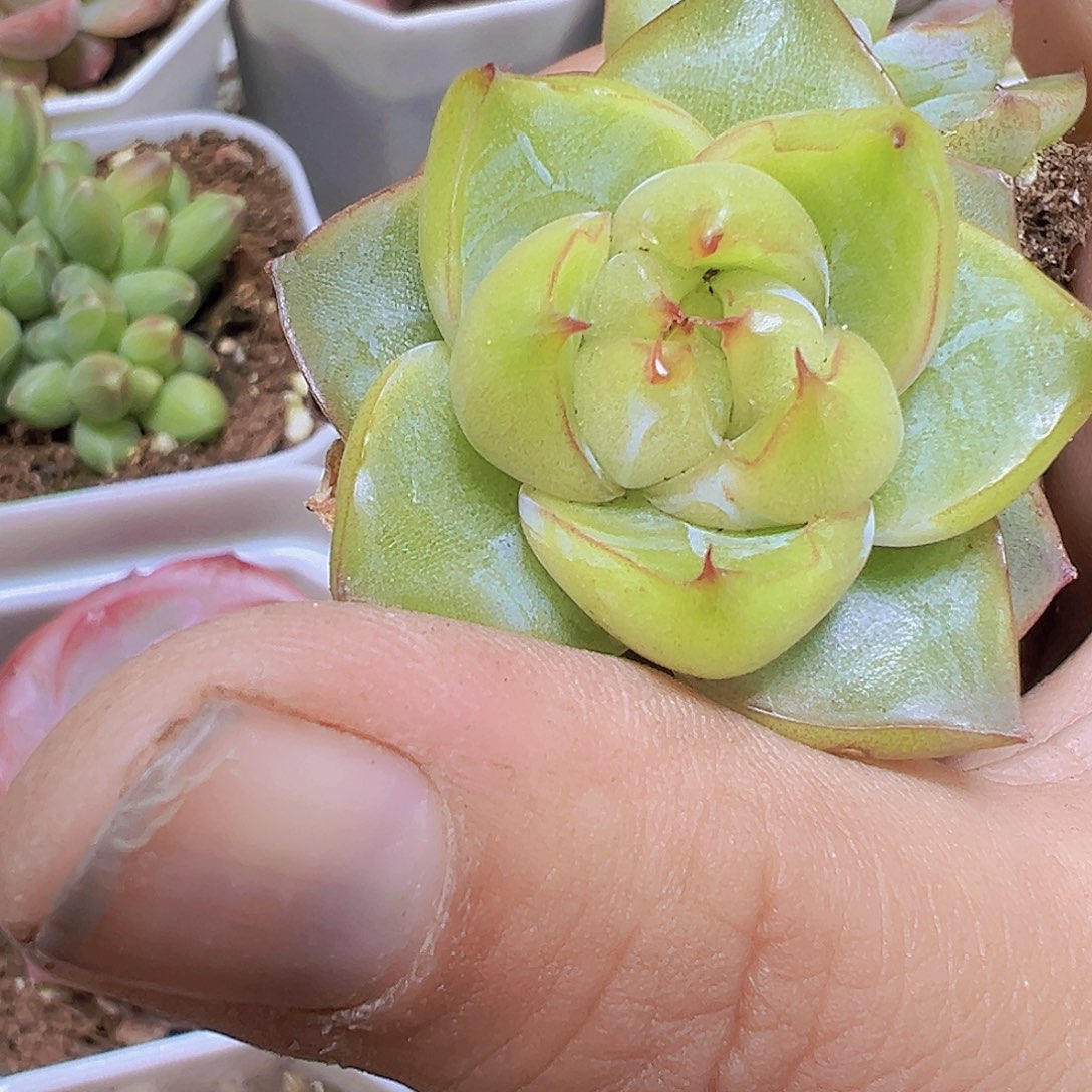 翡翠珍妮2个19包邮