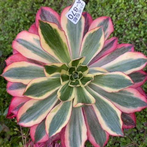 870嫁接魅影满25包邮多肉