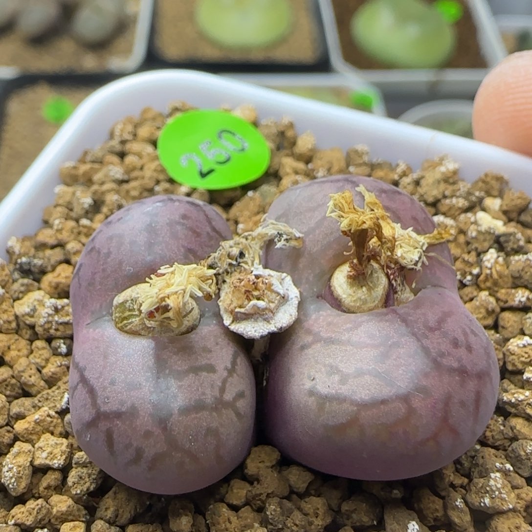 杂交漂亮多肉植物250