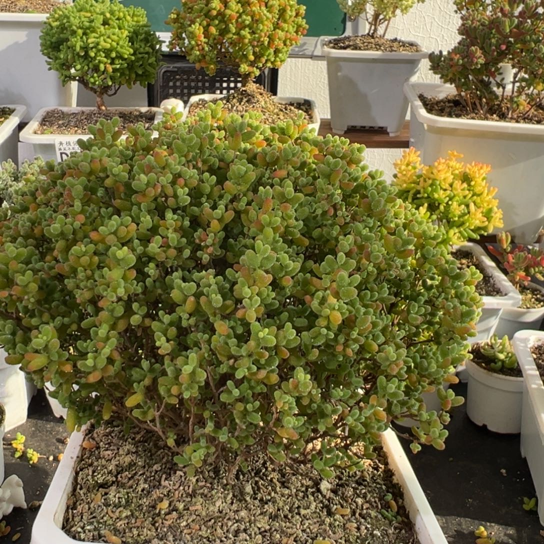 小***哥D2972蜜桔老桩一物一拍