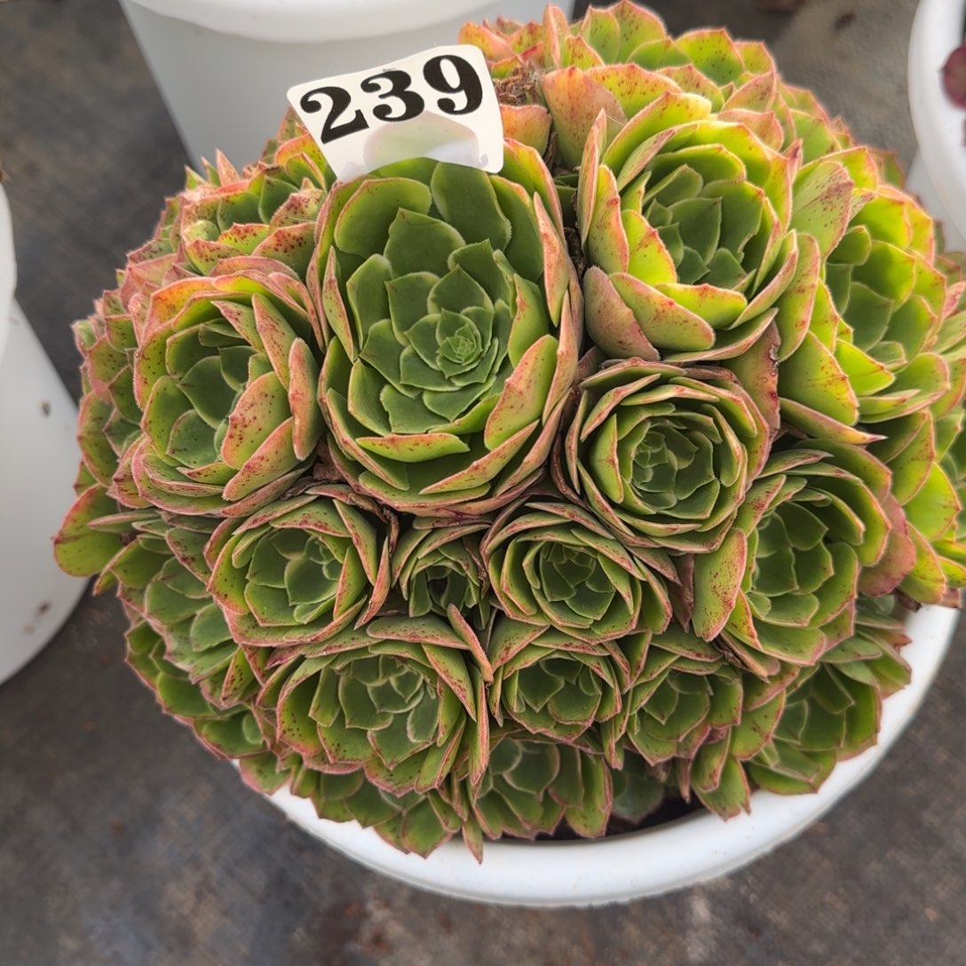 珍***爱239黄桃实生脱土发货