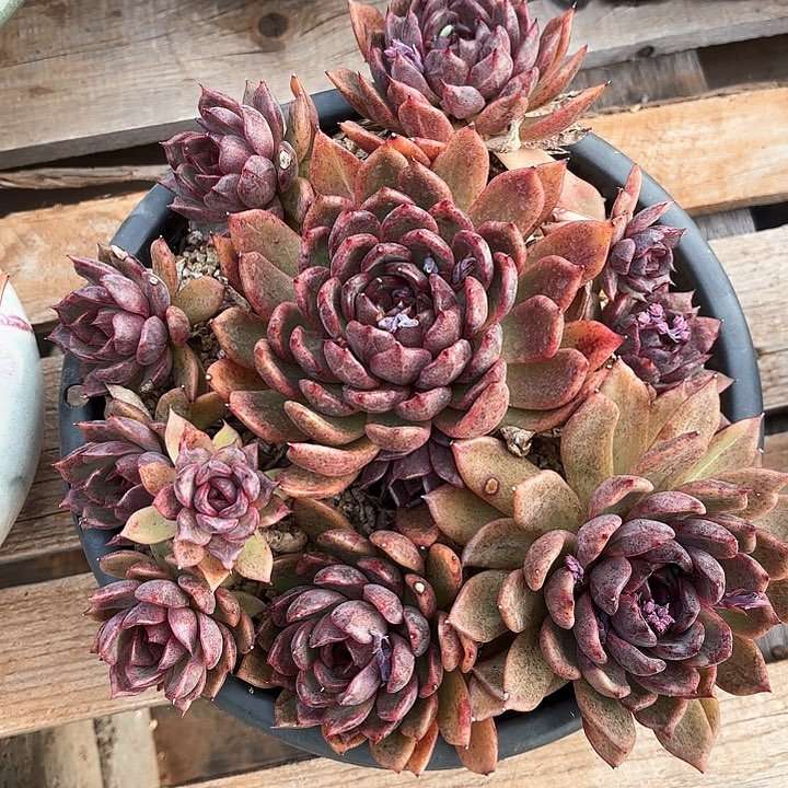 多肉植物，紫水晶