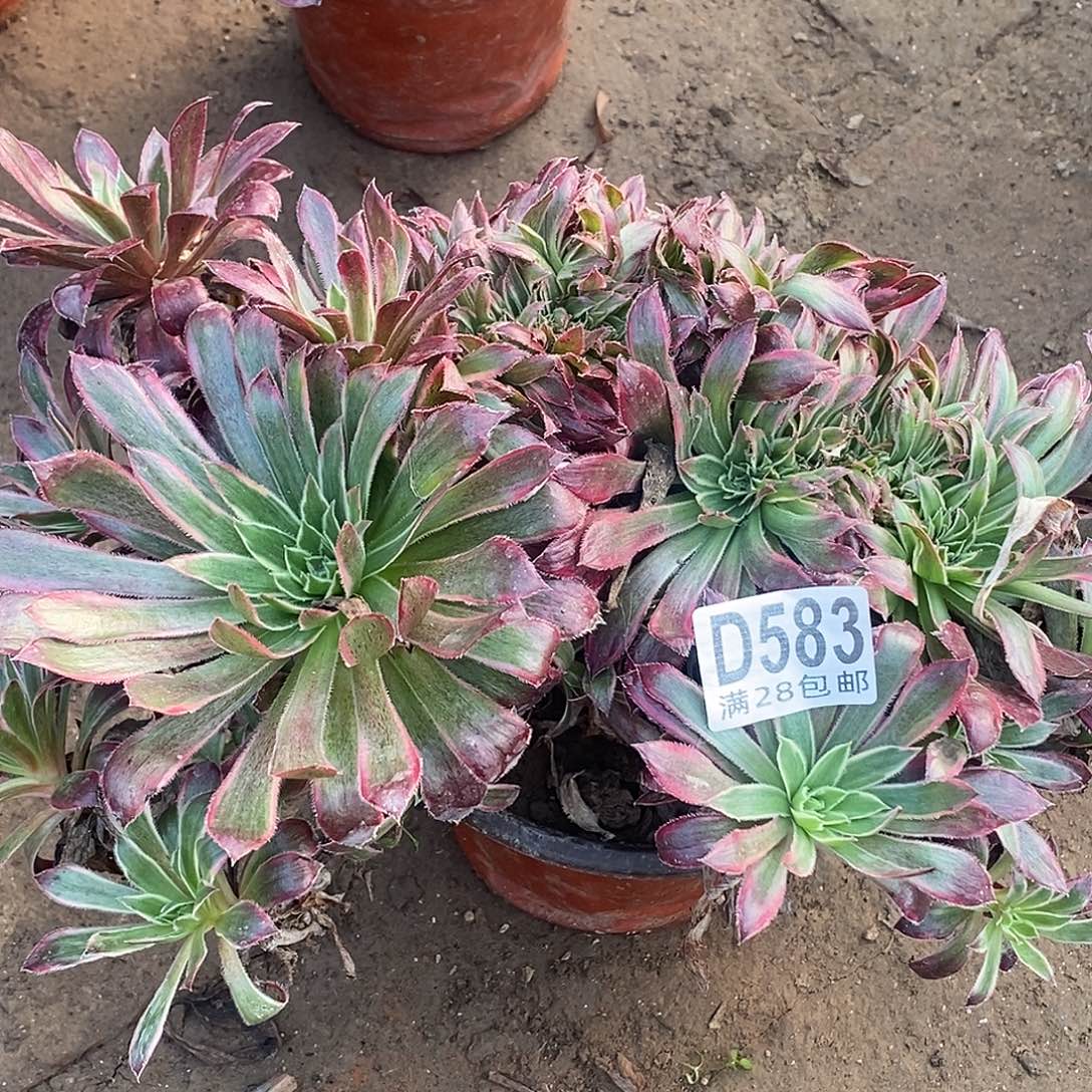 秋***空583 多肉植物不包断枝