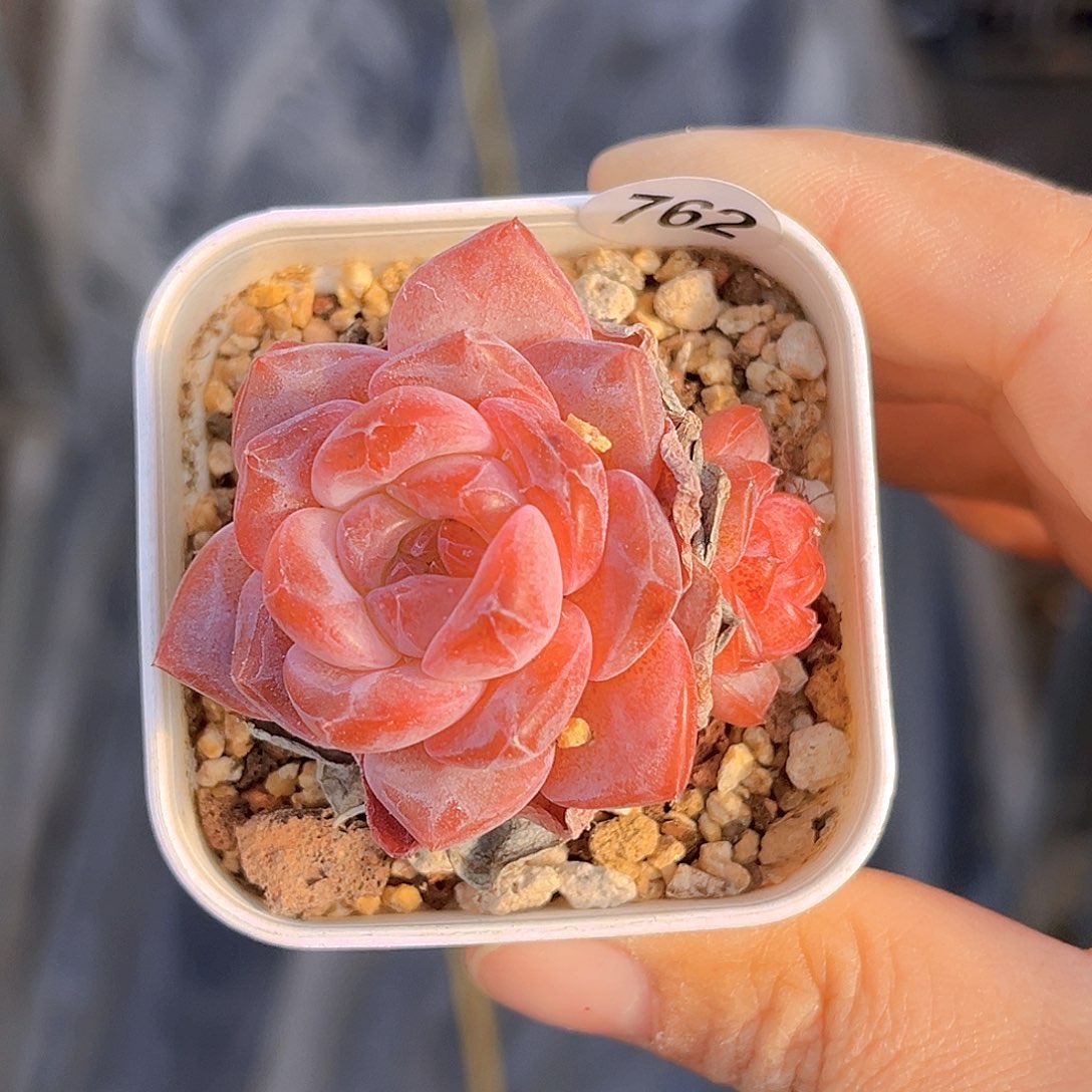 x***n762  新品珍妮 满18包邮