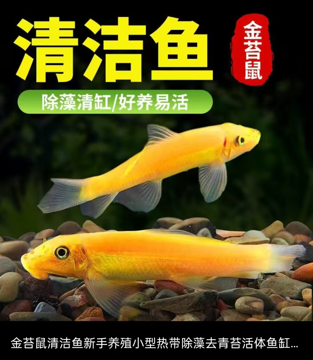 金苔鼠热带鱼清洁鱼缸工具清除藻粪便垃圾净化水质吃青苔老鼠鱼