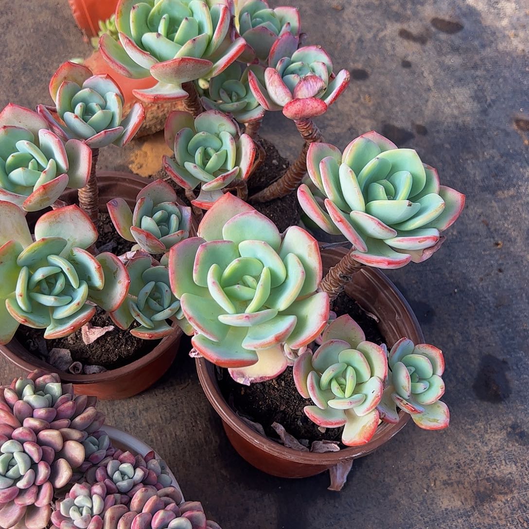 白月光多头造型精品特价