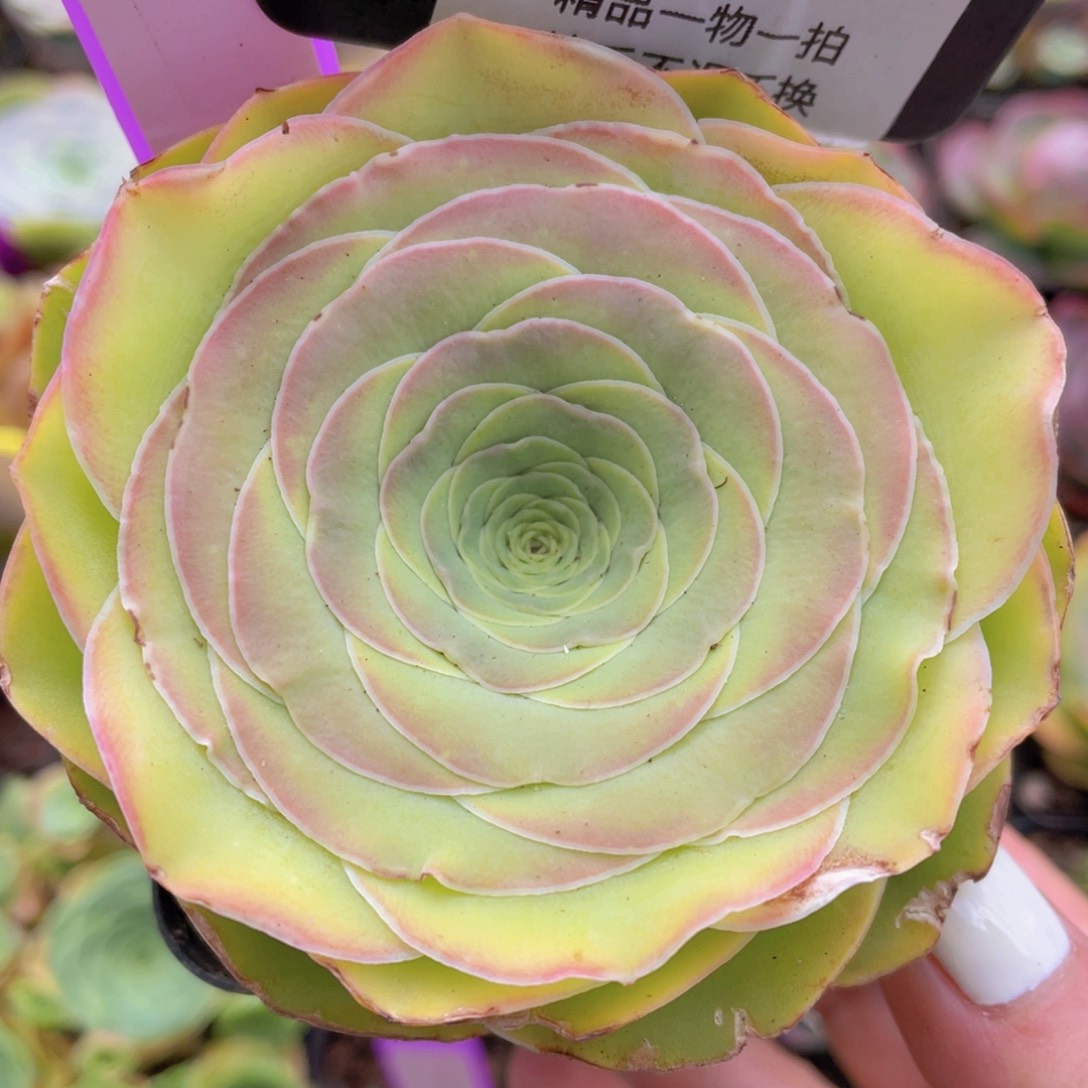 轻甜玫瑰一物一拍549