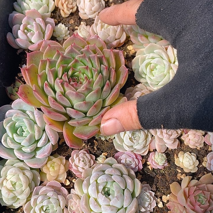 90 多肉植物盆栽花卉植物