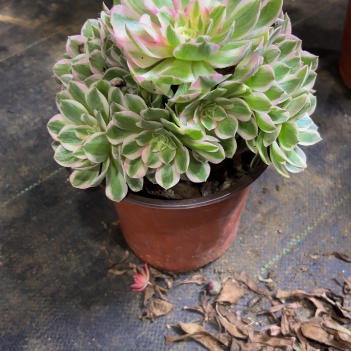 瑞妈多肉园艺175还要