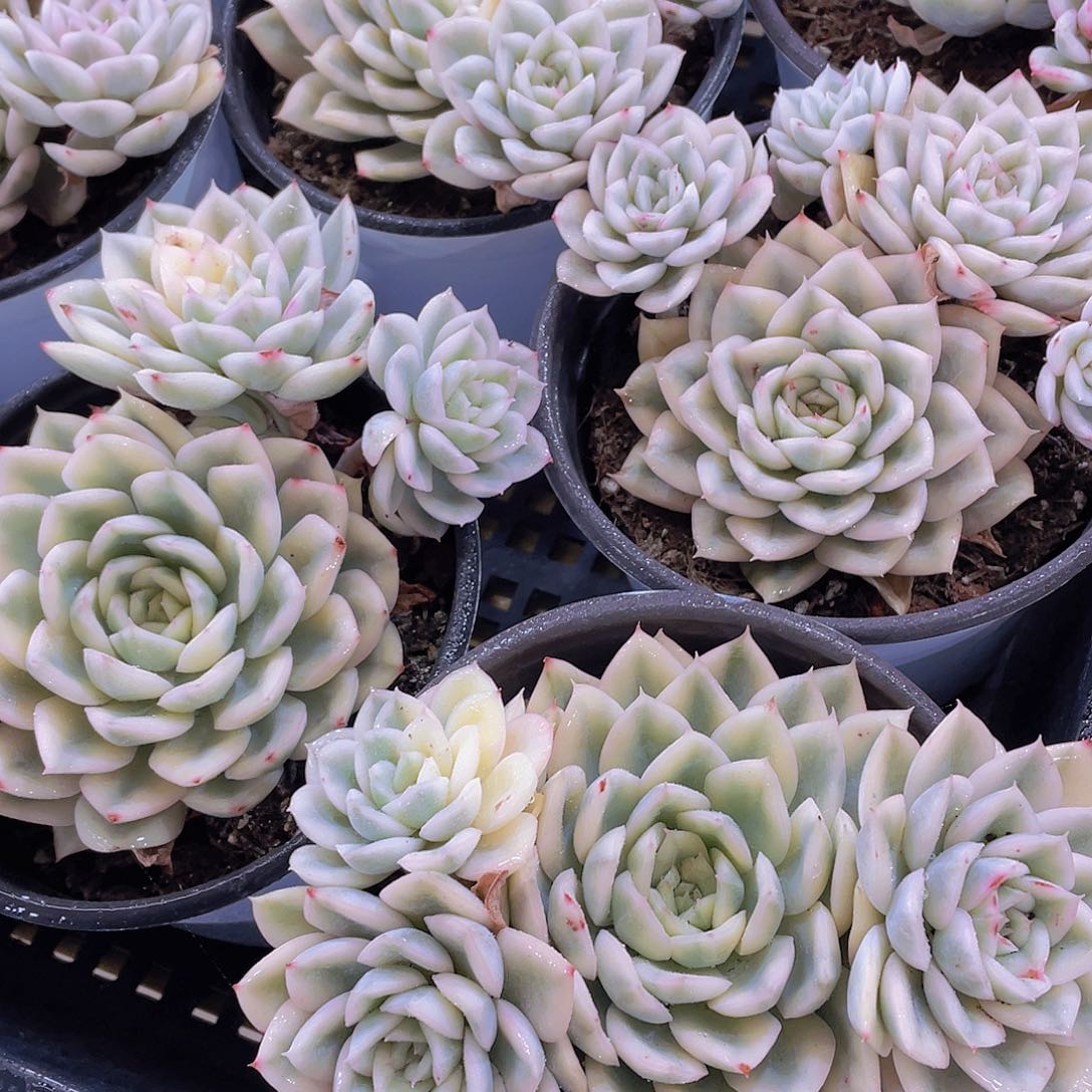 量拍46号 月亮仙子锦大群一颗