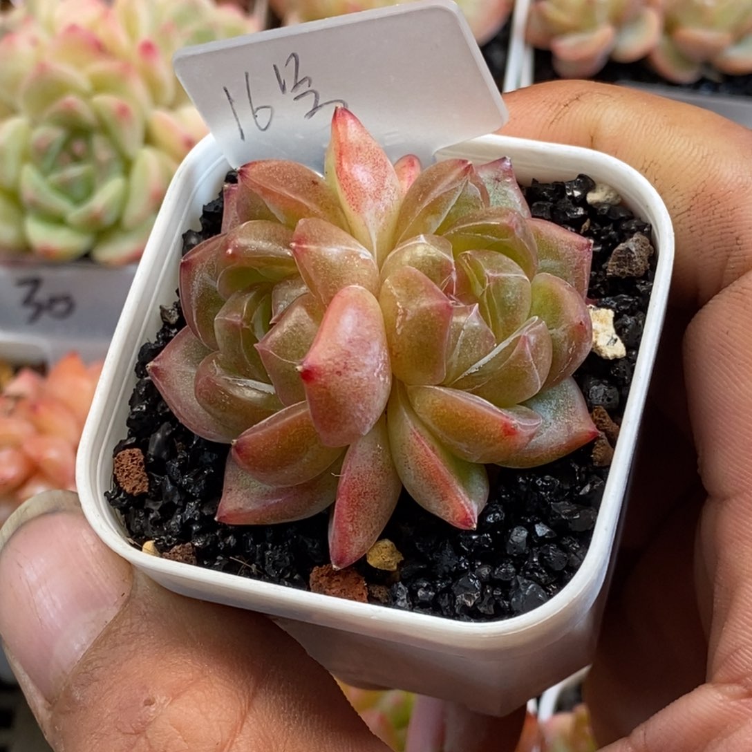 天官赐福百无禁忌