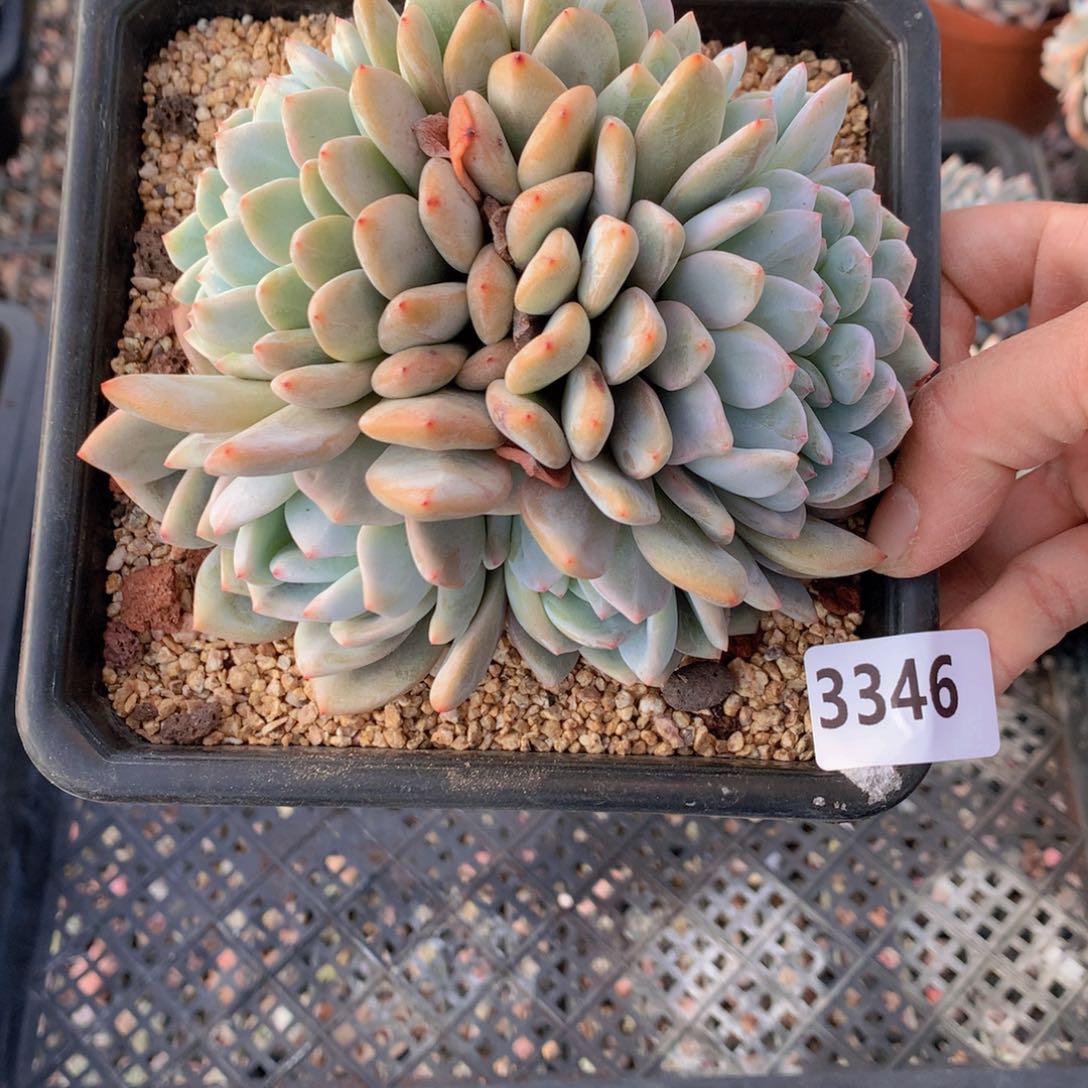 3346缀满钻的项链戒指