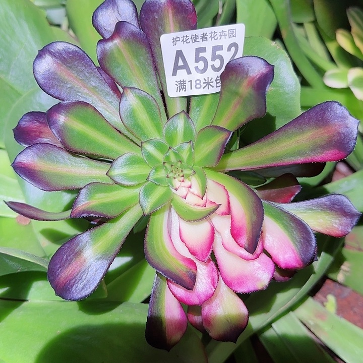 多肉法师黑铜壶七彩