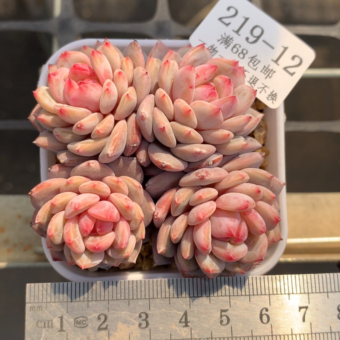 12。星星橙。四头趴地。