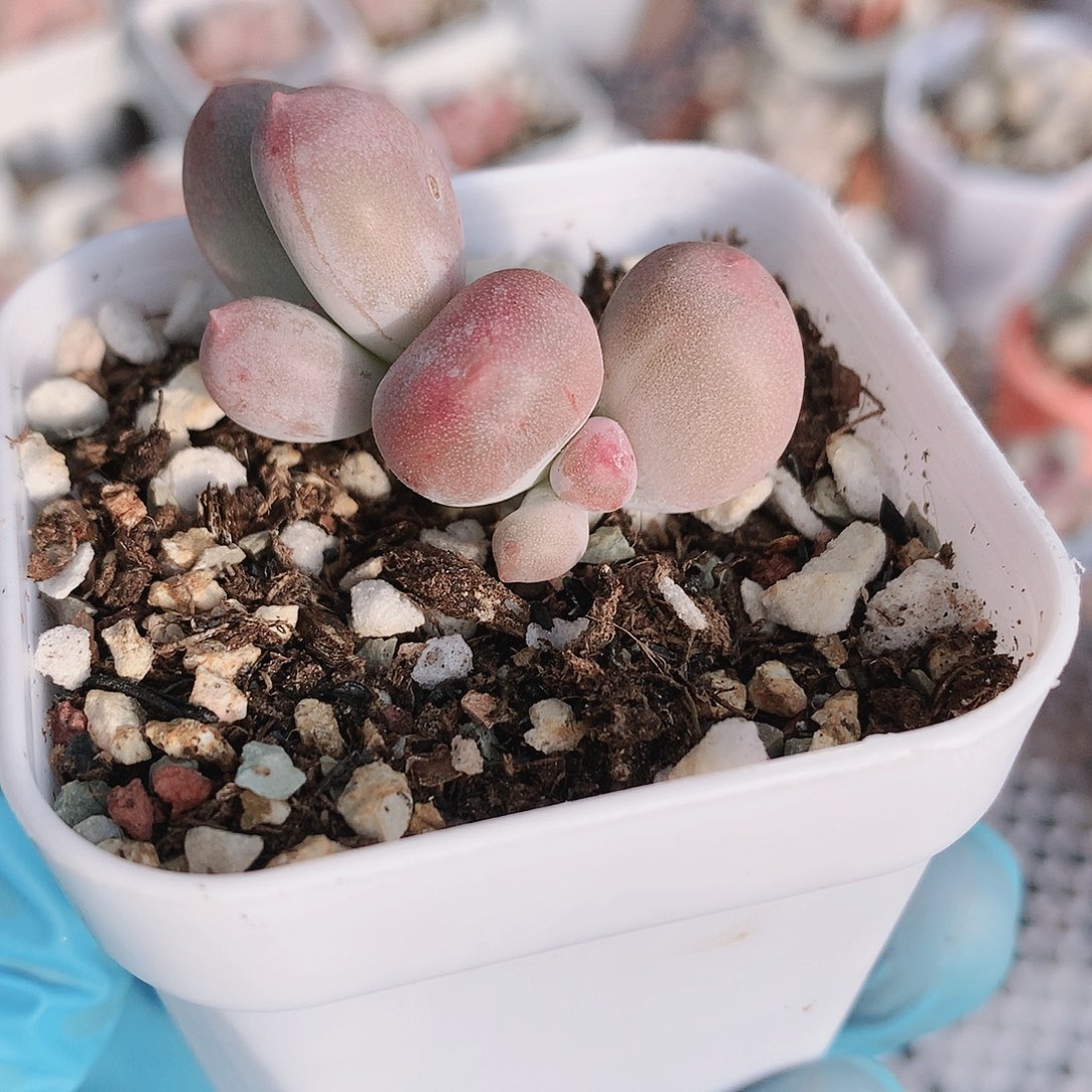 大大糖米可一物一拍