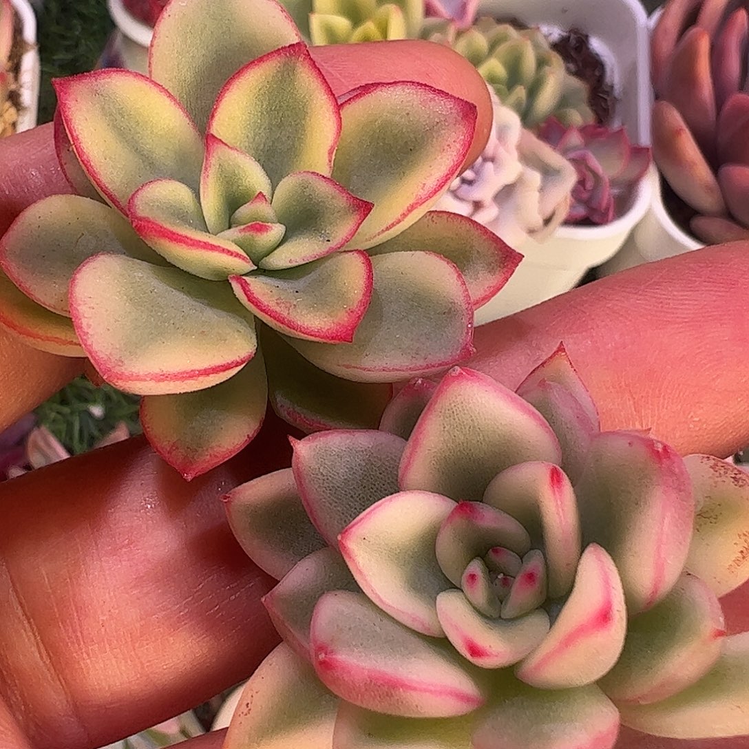 越***竹多肉植物多肉植物