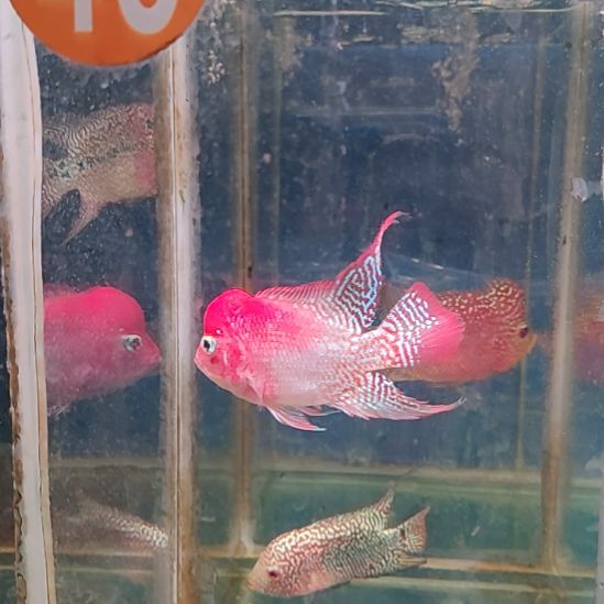 海水鱼11111111111111