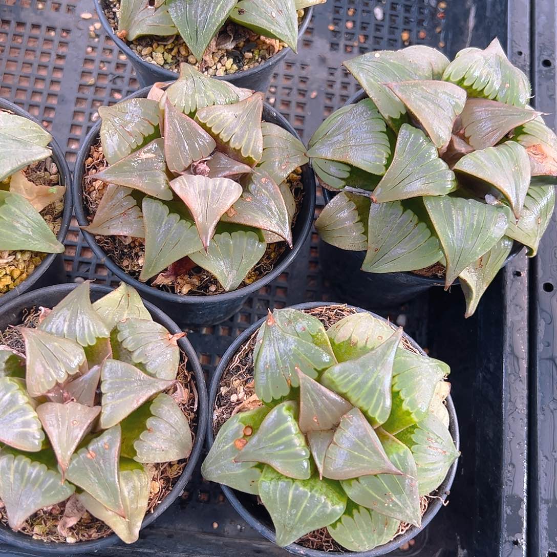 瑕疵媚凤万象盆玉露一颗