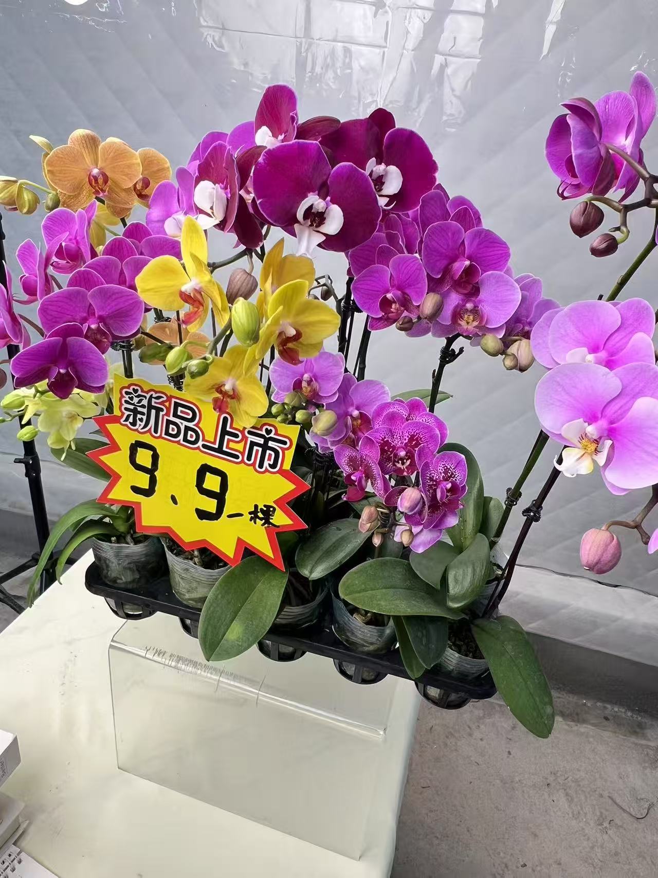 蝴蝶兰【蝴蝶兰随机发】鲜花盆栽室内观赏花花佛山基地直发好养易活