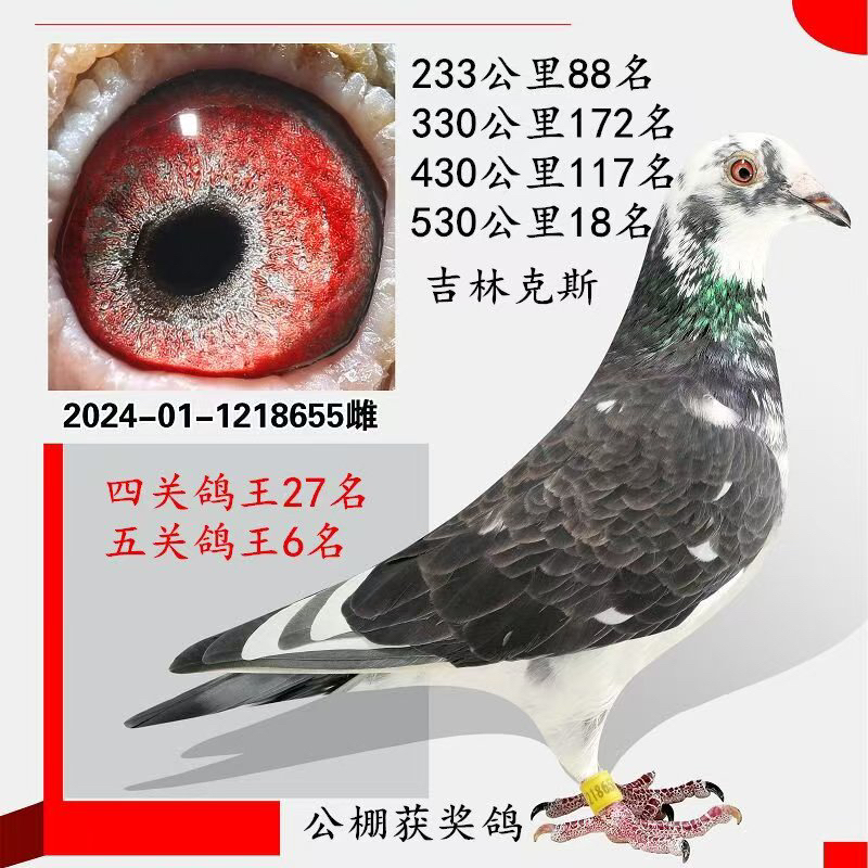 吉林克斯信鸽种鸽成绩鸽赛鸽