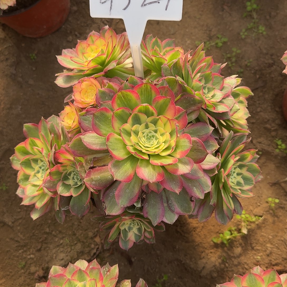 4524海仙多肉法师多肉