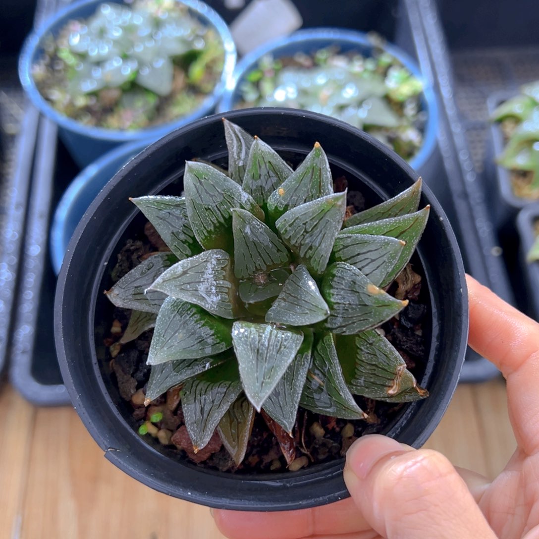 白沙玉露多肉多肉1