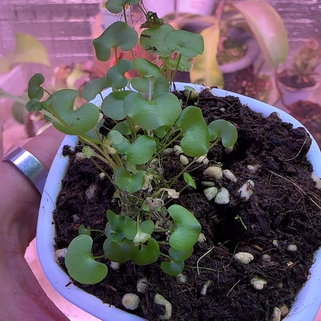 无花朵专拍大肾荷