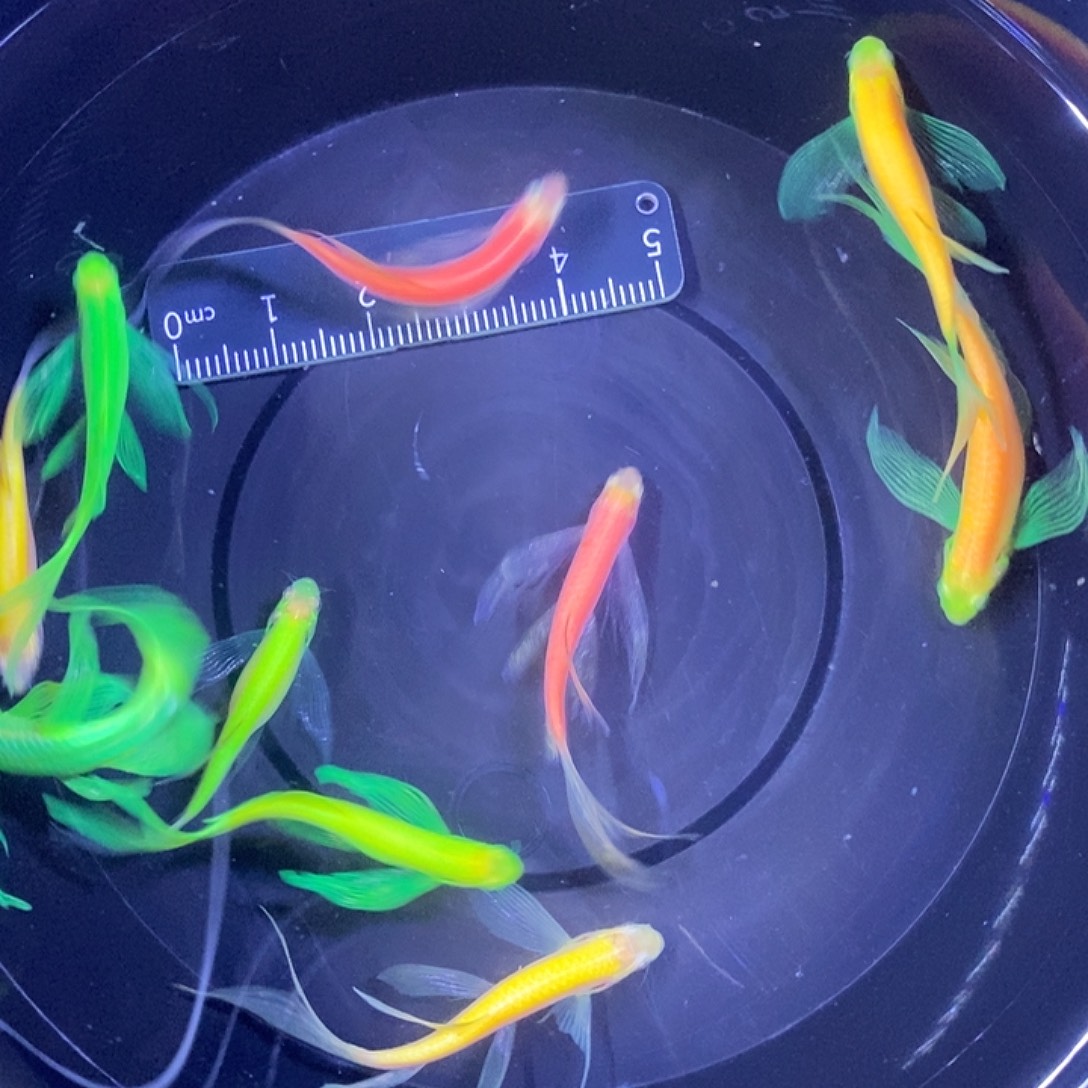 斑马鱼蝶翼斑马福利瑕疵练手鱼3-4厘米10条