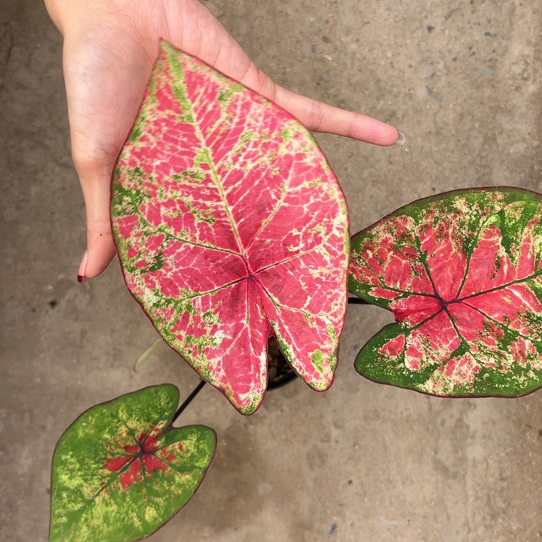 322-0116蓝宝石彩叶芋泰国发货