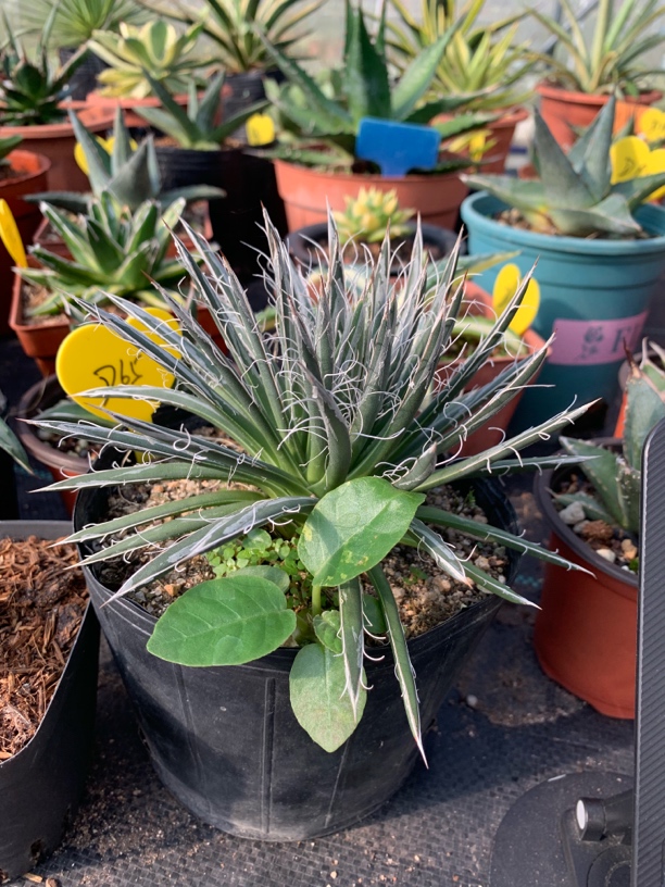 龙舌兰科 树冰系 品相极好 周正