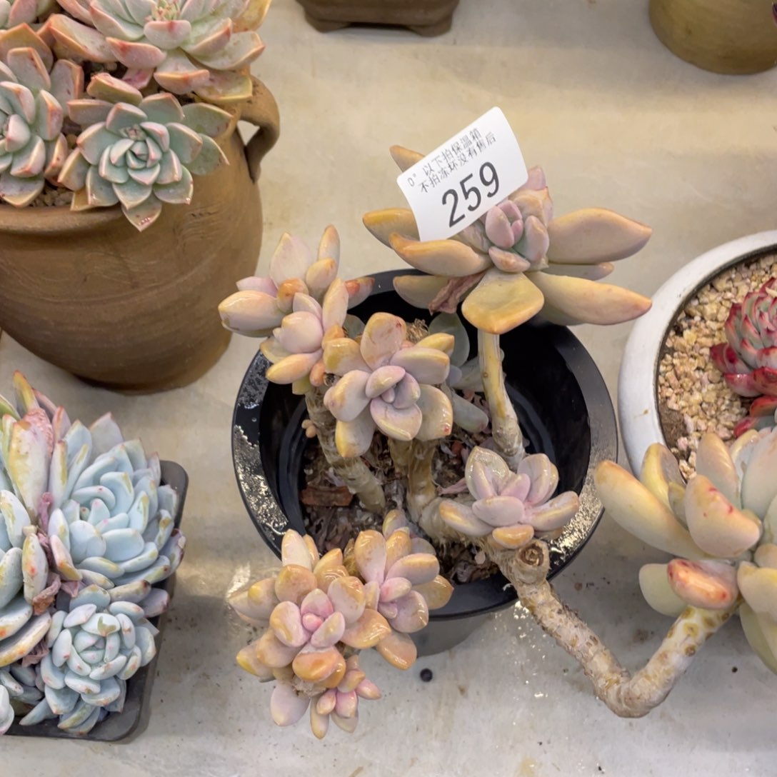 黑大帅多肉259东美人