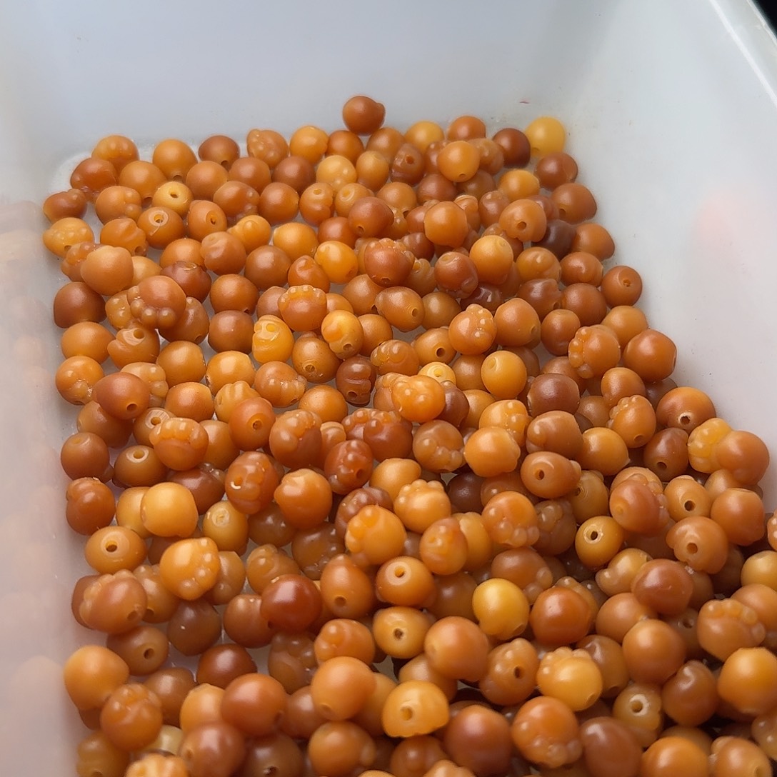 吊坠菩提根/象牙果50颗鬼工落地果小猫爪9