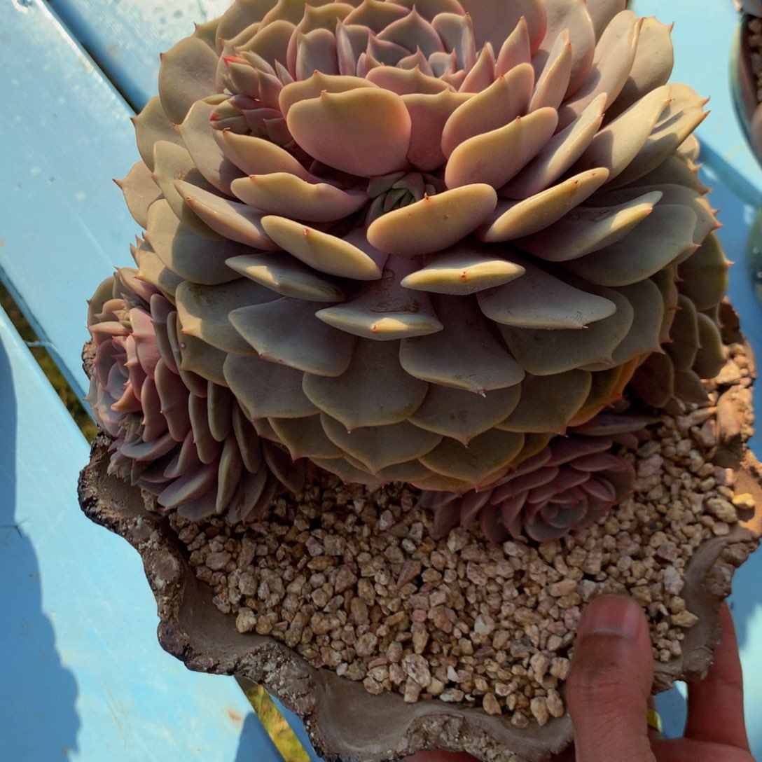 用****5粉蝶1111111111