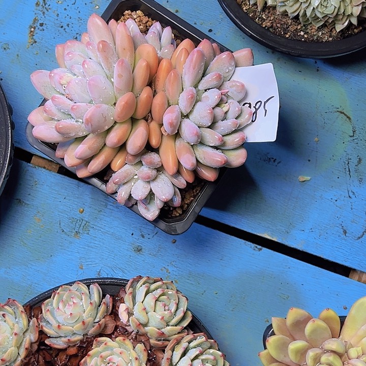 木*场985/////////////////