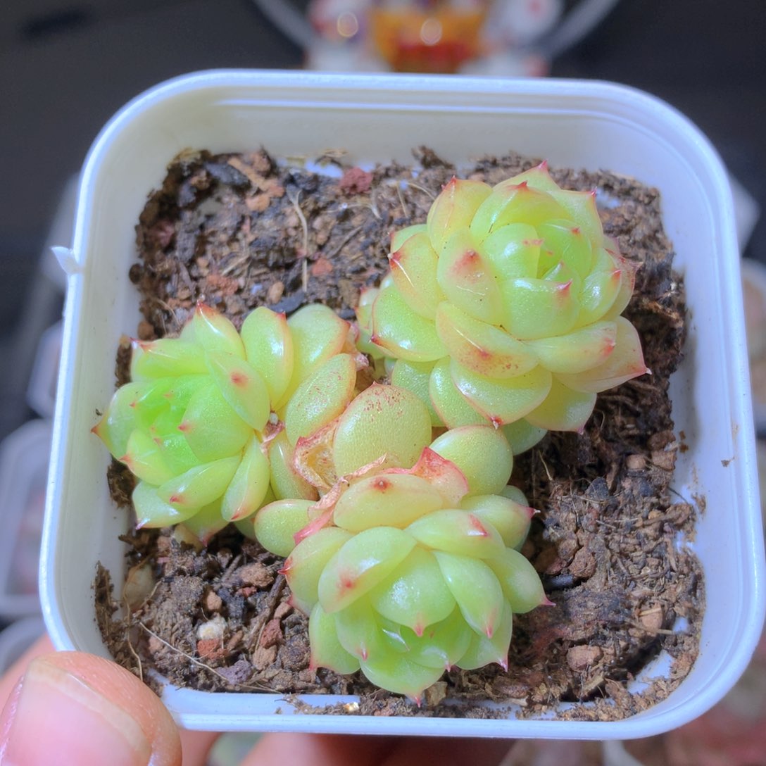 超级精神灯泡群生