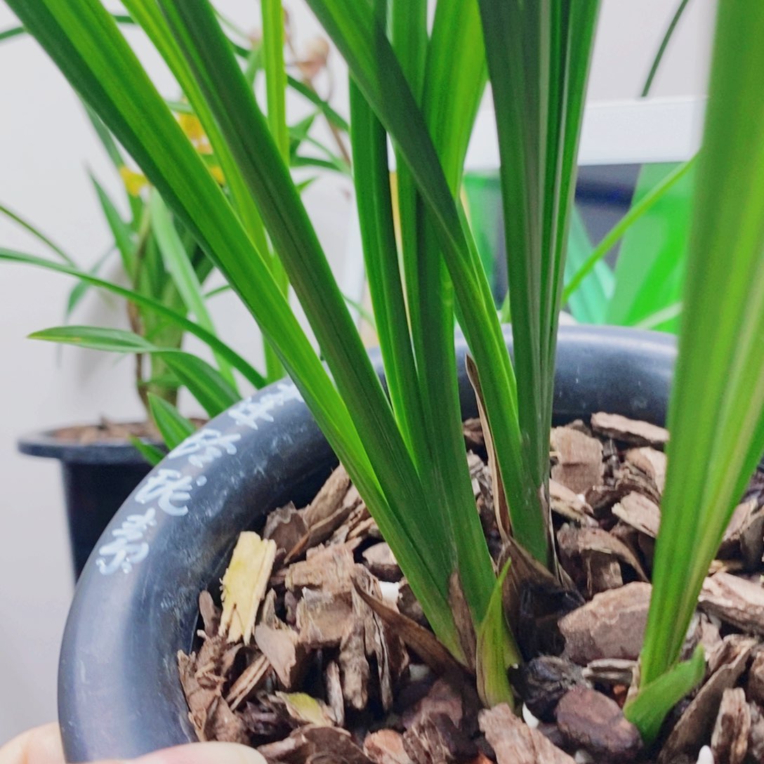 幻***想大部分花苞少量开放