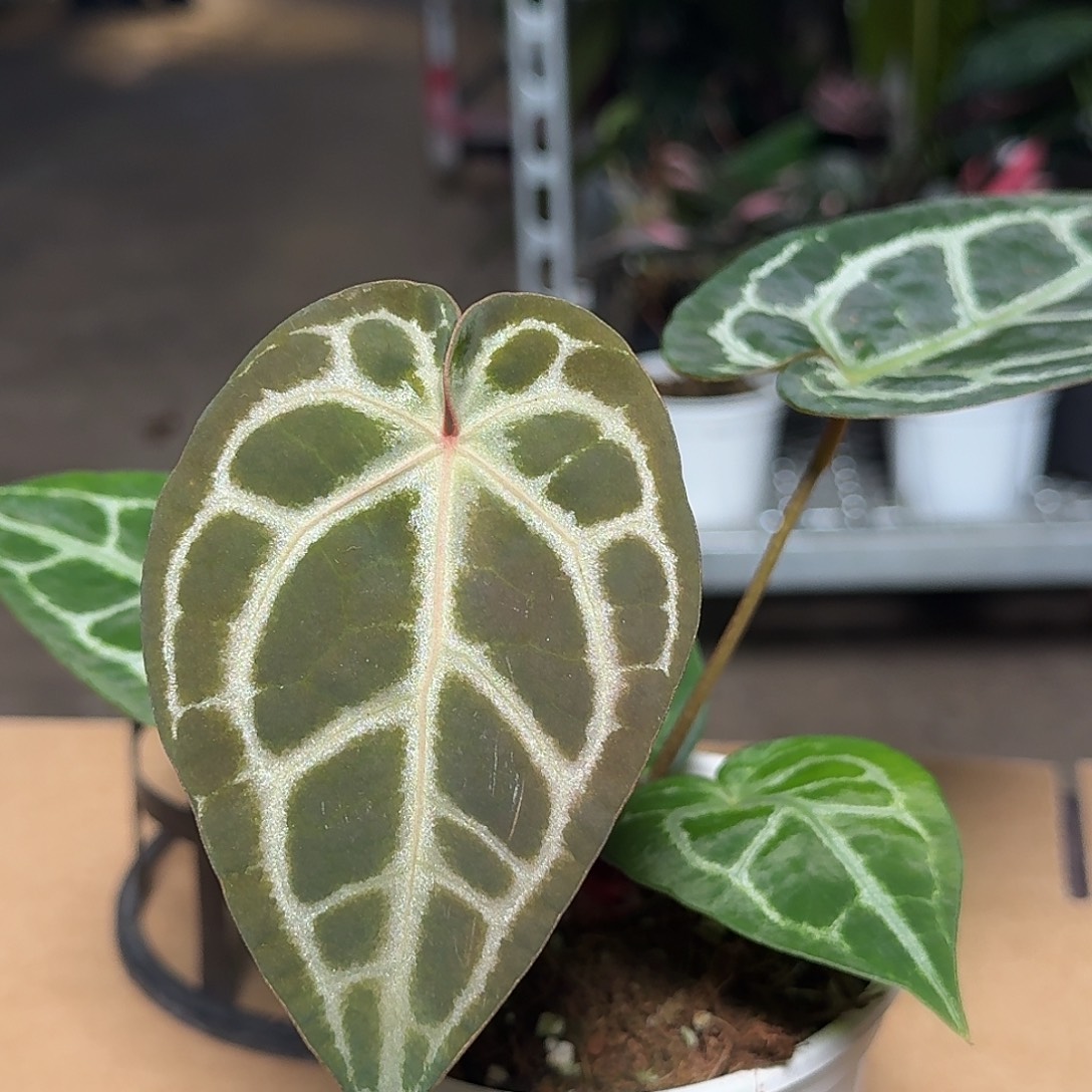 完全开放H19粉脉水晶杂极致小钻石