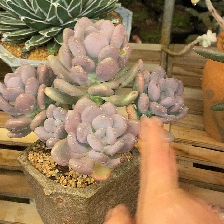 多肉植物肉肉植物