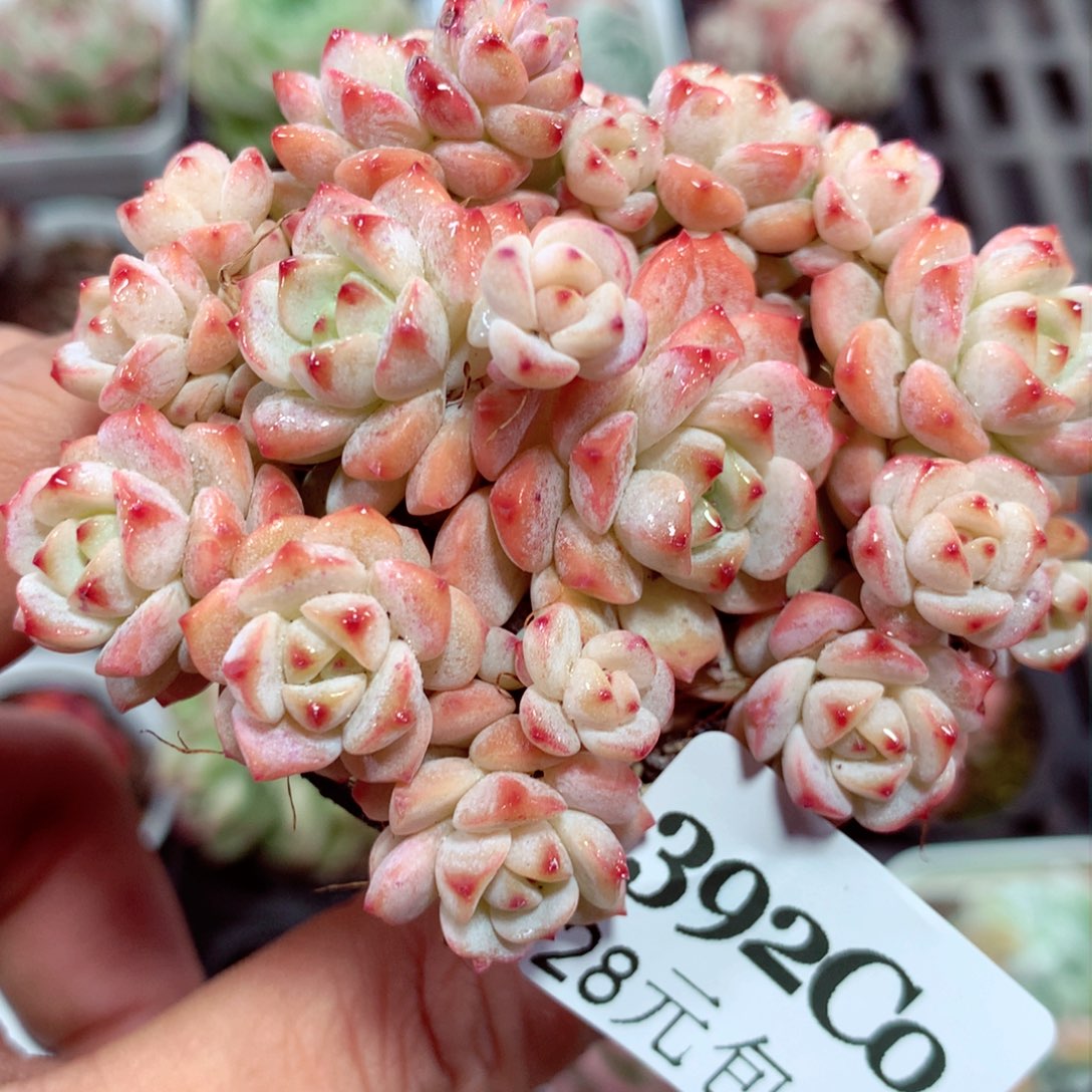 5厘米精控多肉392