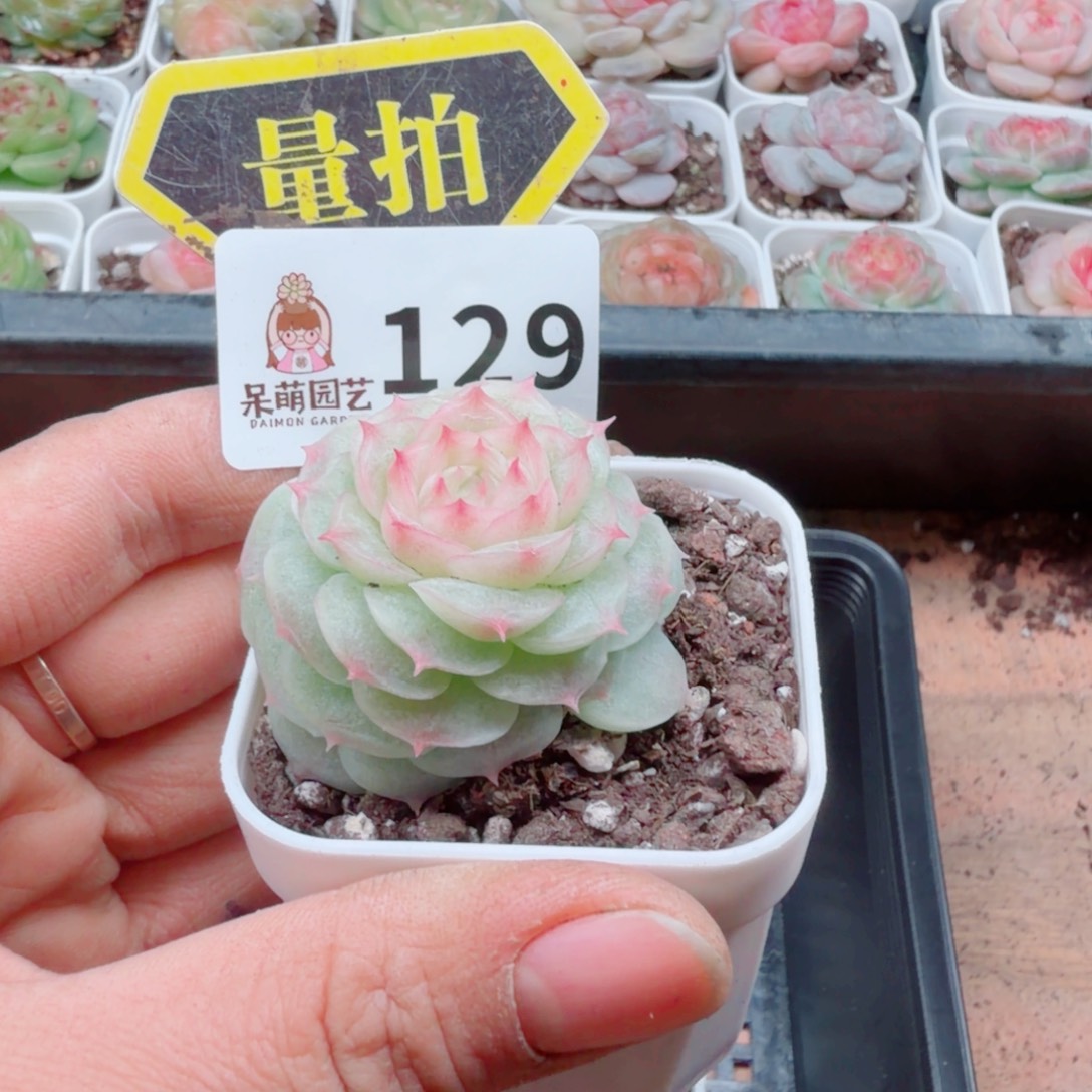 多肉植物多肉植物