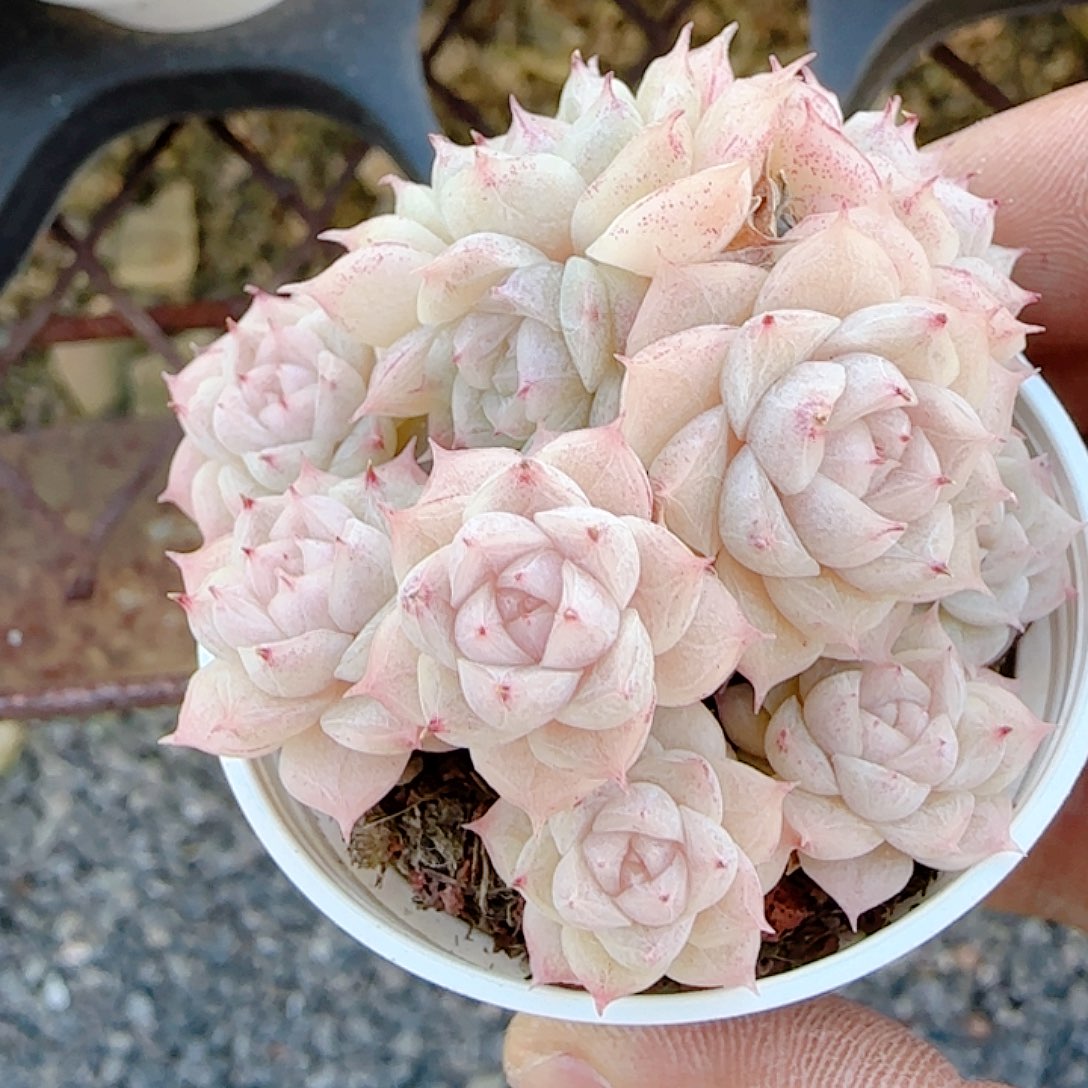 1229-74（m1-565-2）优选