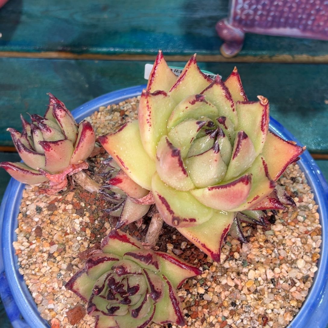 从前慢多肉精选编号0115.186