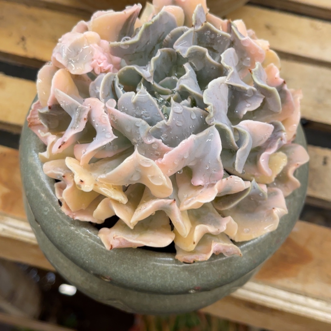 孑***然4848484848484848484848