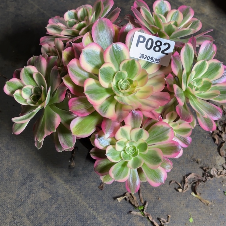 瑞妈，。。。。。。082男神