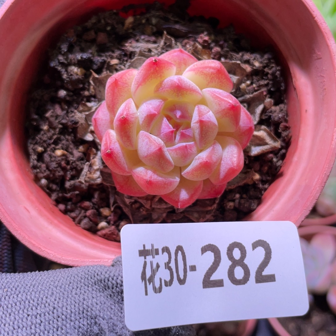 花利美30-282白桃汽水