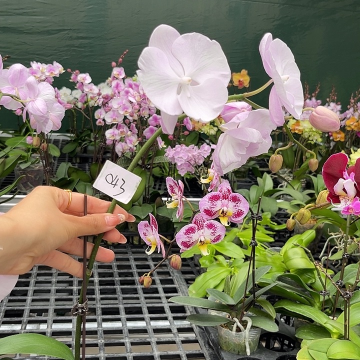 陈***奶大部分花苞少量开放043无售后